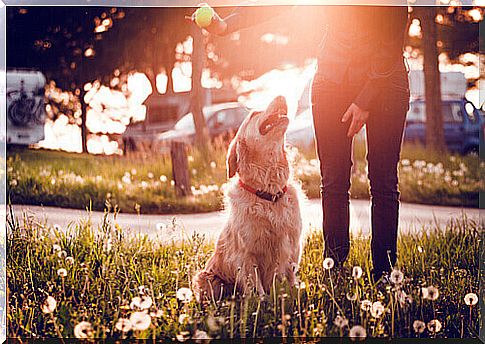 The pros and cons of taking your dog to the park