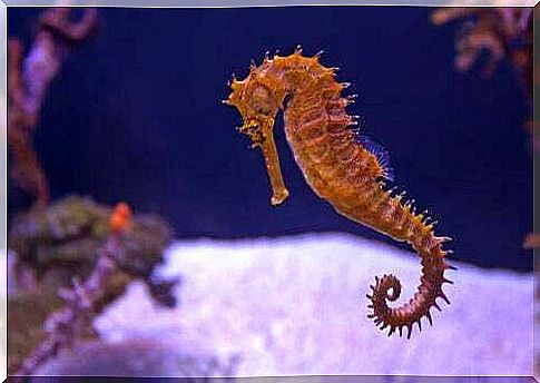 The seahorse: one of the few animals with a male pregnancy