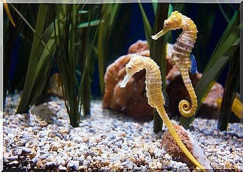 Pair of seahorses