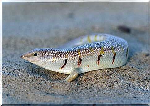 The skink: care and breeding in captivity