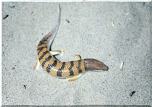 Sand fish in a terrarium.