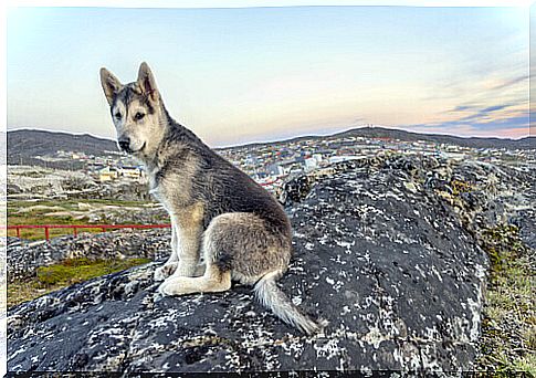 Northern-Inuit-dog-wolf