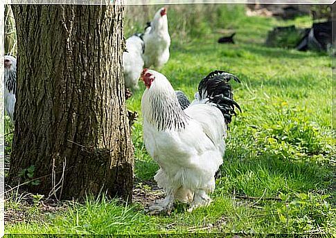 Brahma's dwarf hen