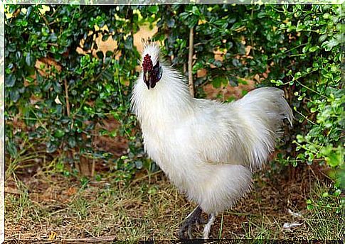 The Japanese silky hen among fascinating hen species