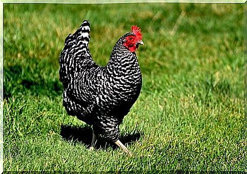 Plymouth rock hen