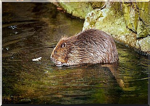 There are still some beavers in Spain