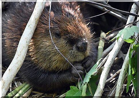 Beaver gnaws at the wood