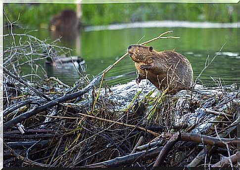 Beaver and its dam