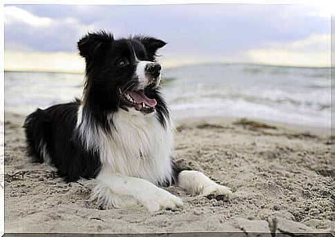 border-collie responds to the stop command