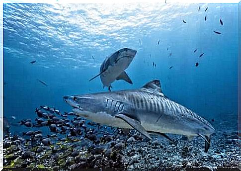 Tiger shark: characteristics and nutrition