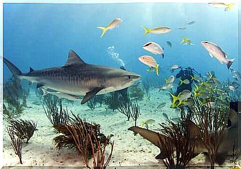 Tiger shark habitat