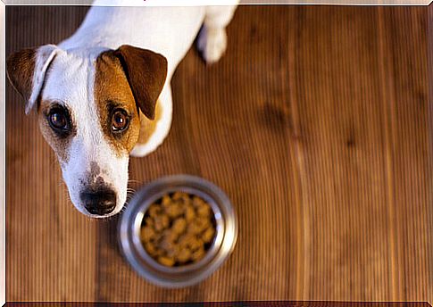 Tips for dog stomach problems