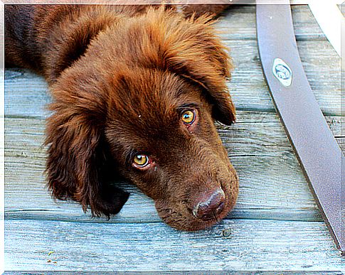 cane con problemi di stomaco