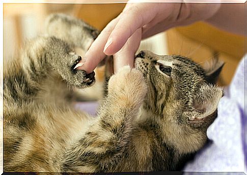 cat playing with the hand of the master 