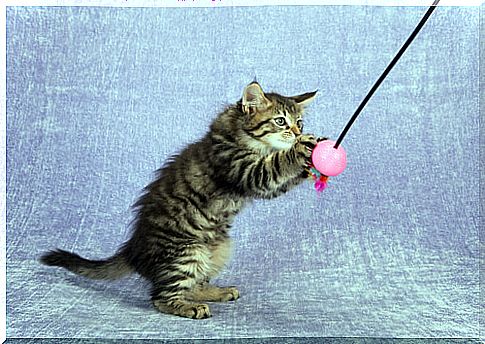 cat playing with a hanging ball 