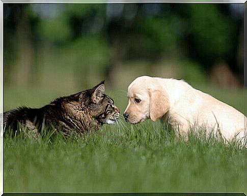 dog and cat 1