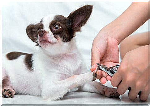 Trim your dog's nails comfortably and safely