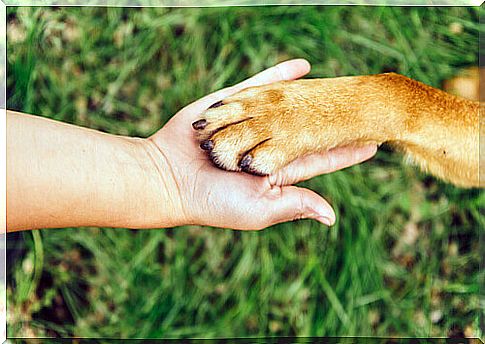 Dog gives paw to master