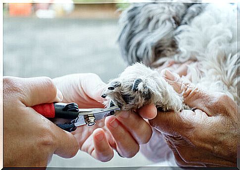 Dog having his master cut his nails