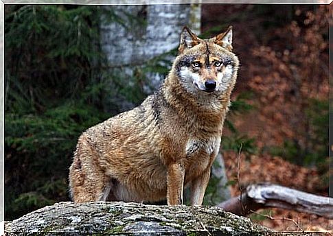 Wolf looks out between a rock and a tree