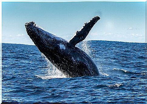 Blue whale leaps out of the water with one fin up