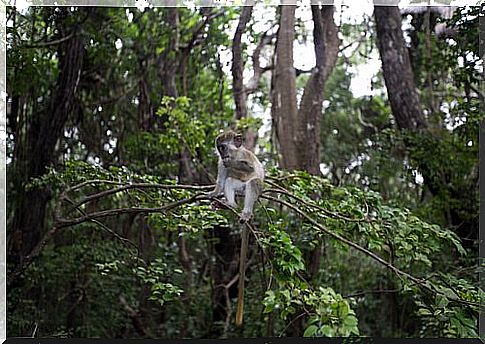 a monkey camouflaged three leaves of a tree