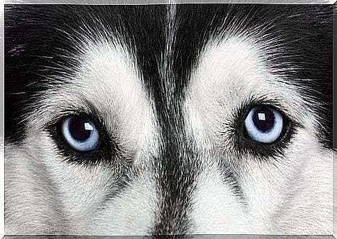 Eyes of a Siberian Husky in the foreground.