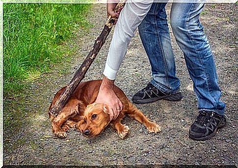 person beats a dog with a stick