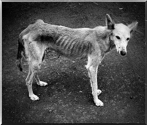 an undernourished dog in profile