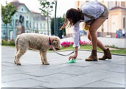 Girl collecting dog droppings