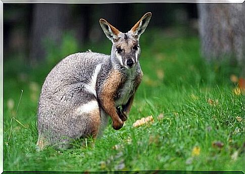 Wallaby: a little kangaroo to be discovered