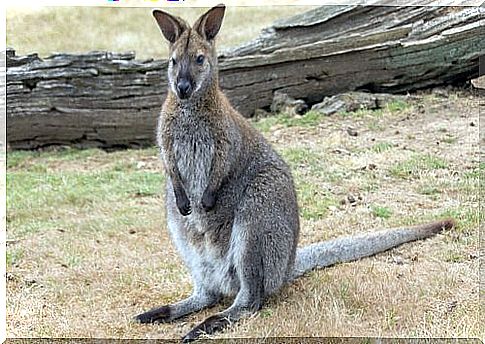 Wallaby standing beside a log