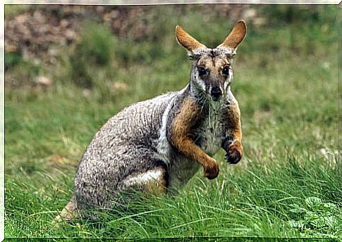 Wallaby in the tall grass of a pasture