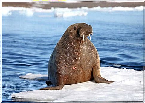 Walrus subspecies: habitat and characteristics