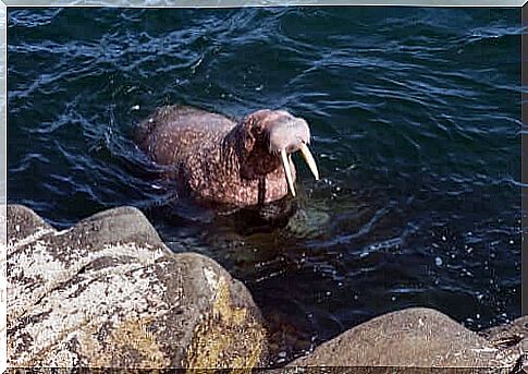 The Pacific walrus swimming