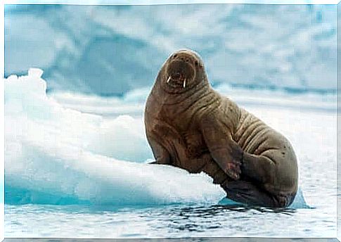 Atlantic walrus on an ice sheet