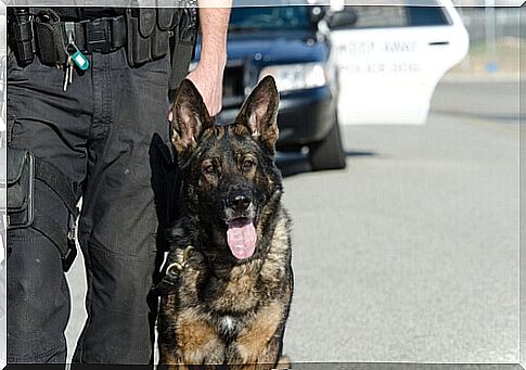 police dog