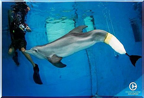Winter dolphin in water with prosthesis