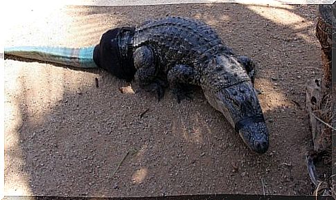 crocodile with prosthesis