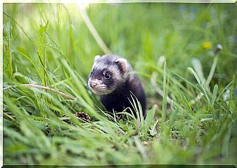 What are mustelids?