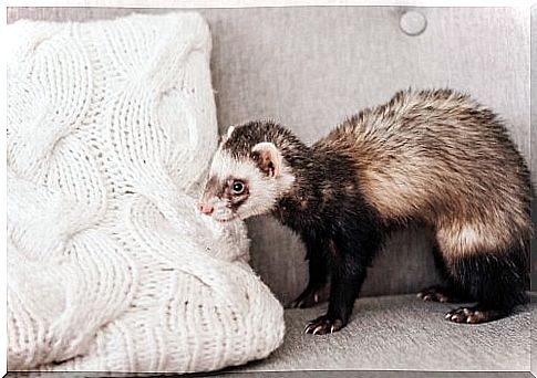 ferret near a pillow 