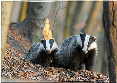 Two badgers belonging to the mustelid family