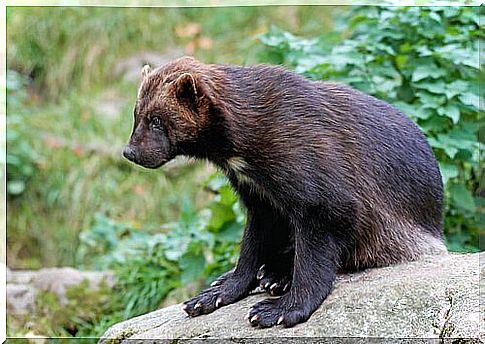 Wolverine on a stone