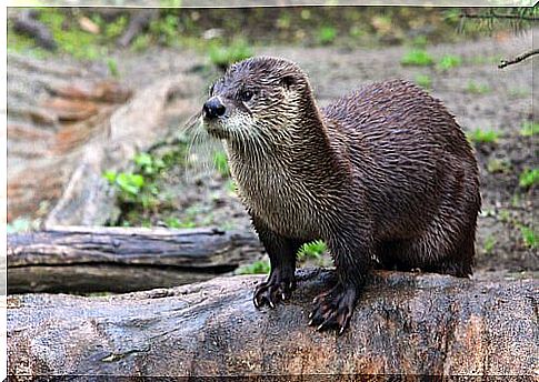 a wet otter on rocks