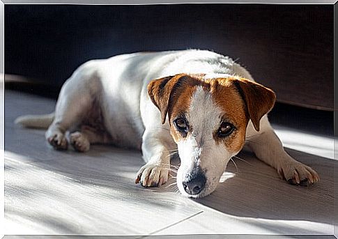 Dog lying in the sun.