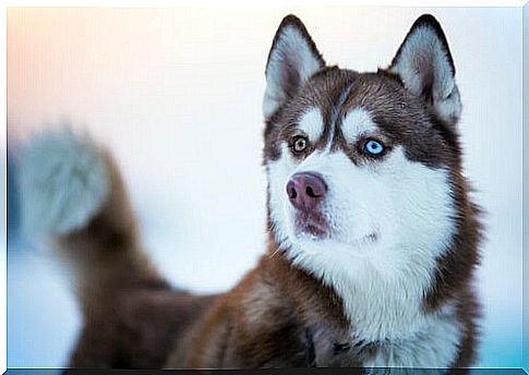 a Siberian husky with two eyes of different color