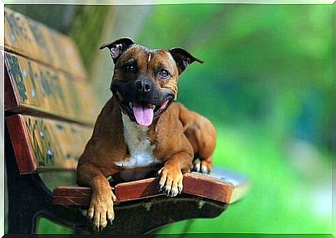 Staffordshire Terrier on a bench