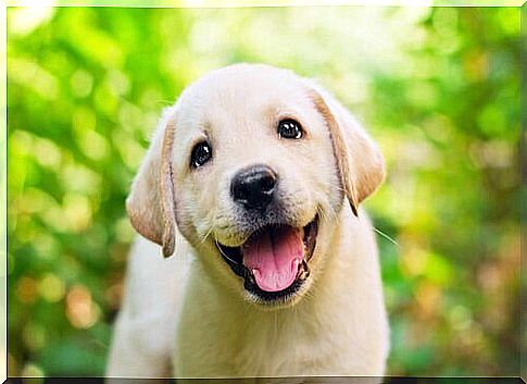 a little labrador with his tongue out