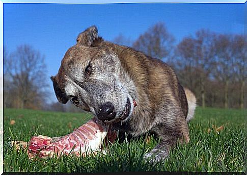 Dog bites into raw meat on a lawn