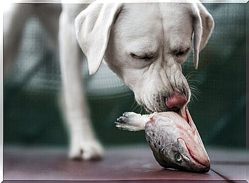 Dog eats a fish